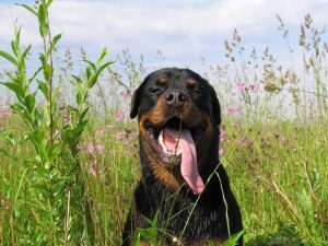 rottweiler-2624378_960_720