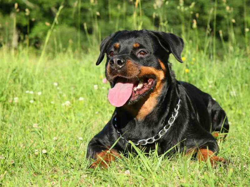 rottweiler lying in grass