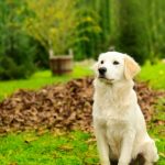 Gardening Tips to Help Keep Your Dog Safe in the Backyard