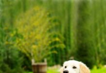 Gardening Tips to Help Keep Your Dog Safe in the Backyard