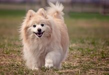 Pomeranian Price Range: How Much is That Doggy?