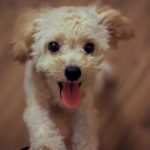 Beneful Dog Food Review 2023: One of Nestle Purina’s Best Brands