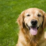 Types of Retrievers: These Breeds Make the Best Family Dogs Golden-Retriever
