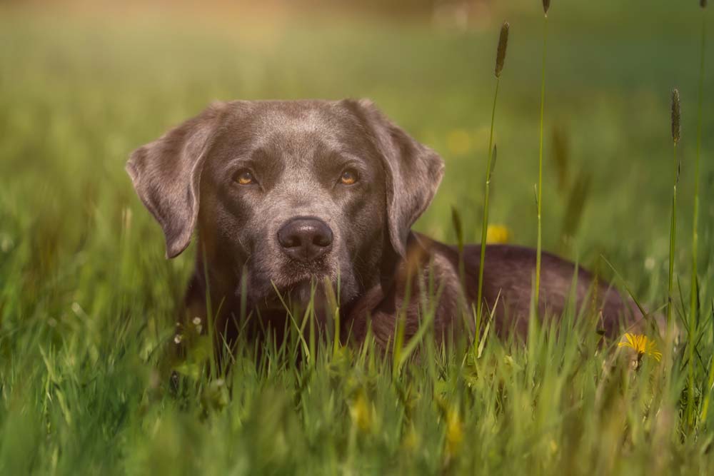 Silver-Labrador-1.jpg