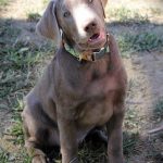 The Silver Lab: Unusual, Stunning, and Just as Sweet as Any Labrador