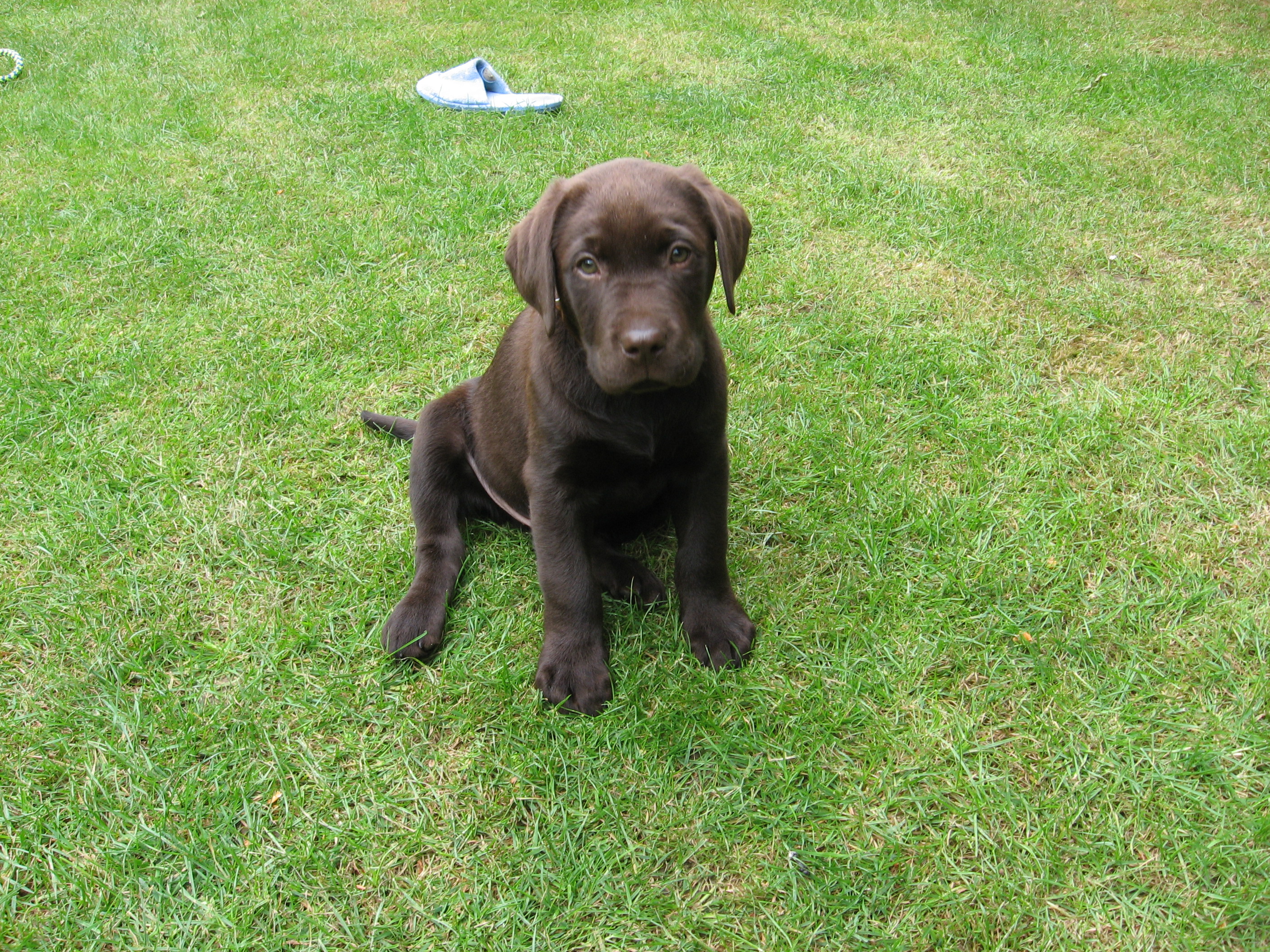 puppy in grass