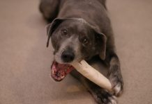 Why Do Dogs Chew On Wood? – (Bad Behavior!) dog chewing on bone