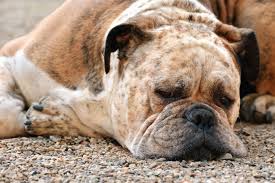 fat dog laying outside