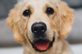 golden-retriever-puppy.jpg golden retriever puppy