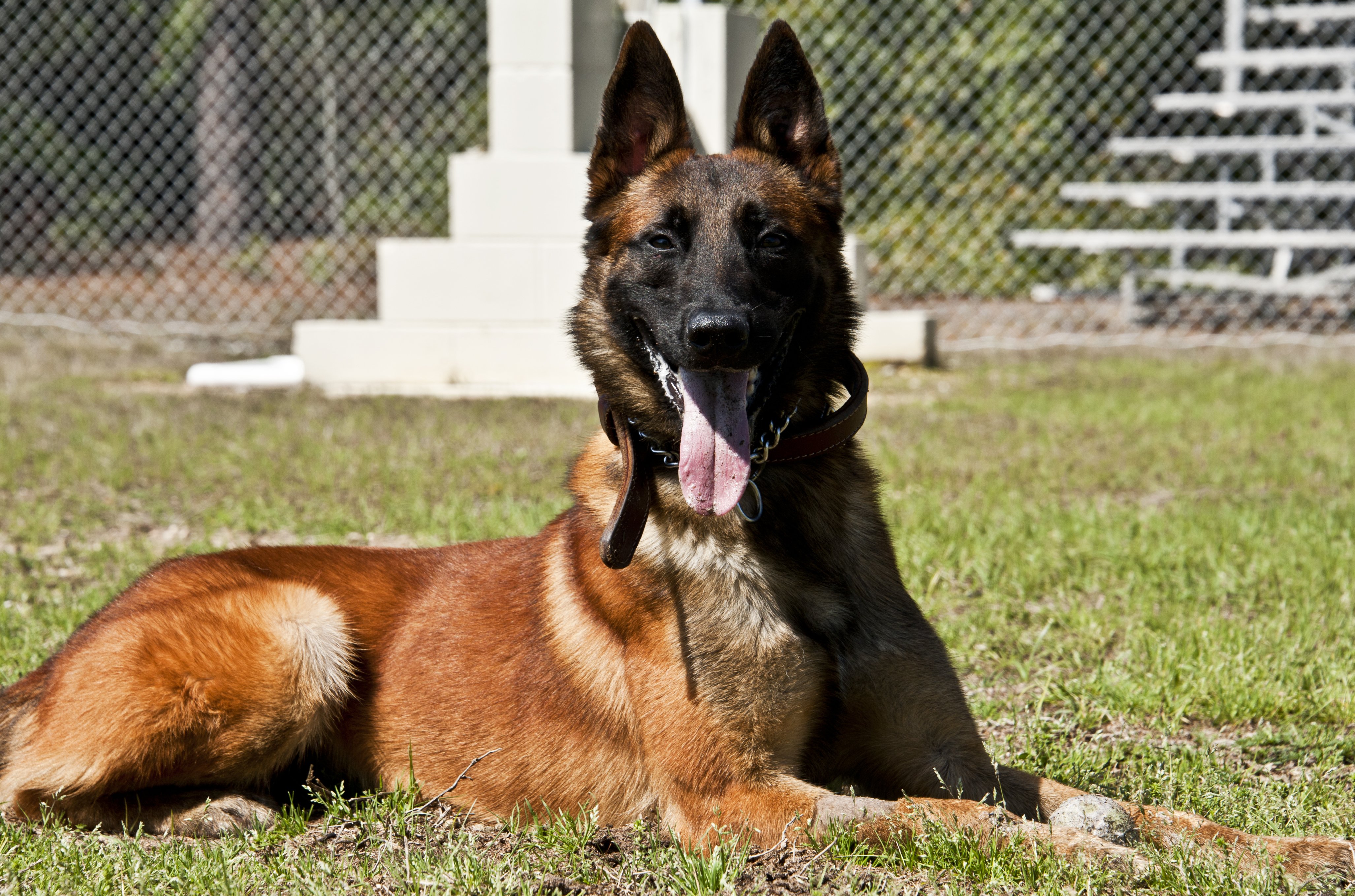 excited german shepherd