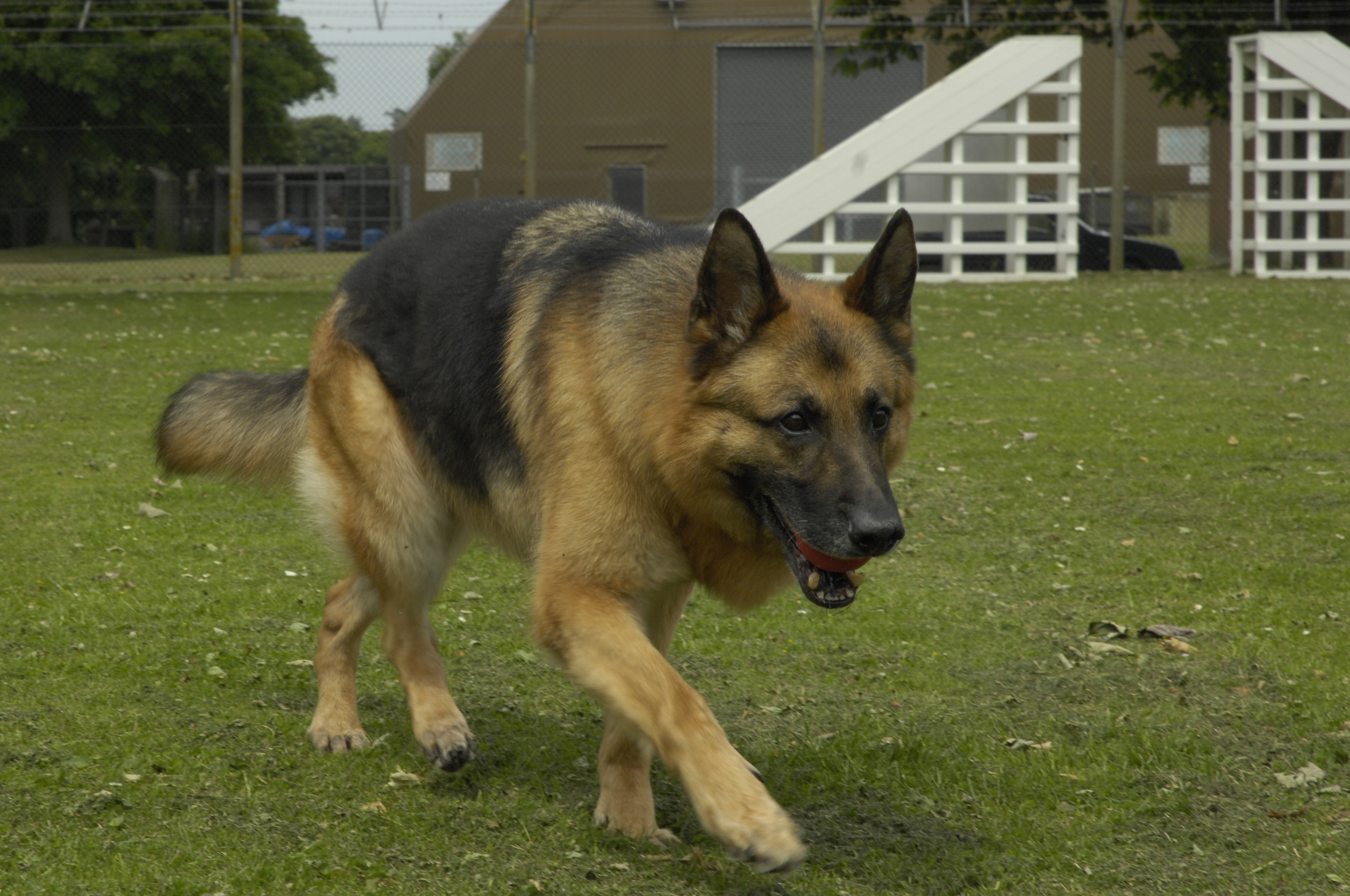 German Shepherd walking in grass