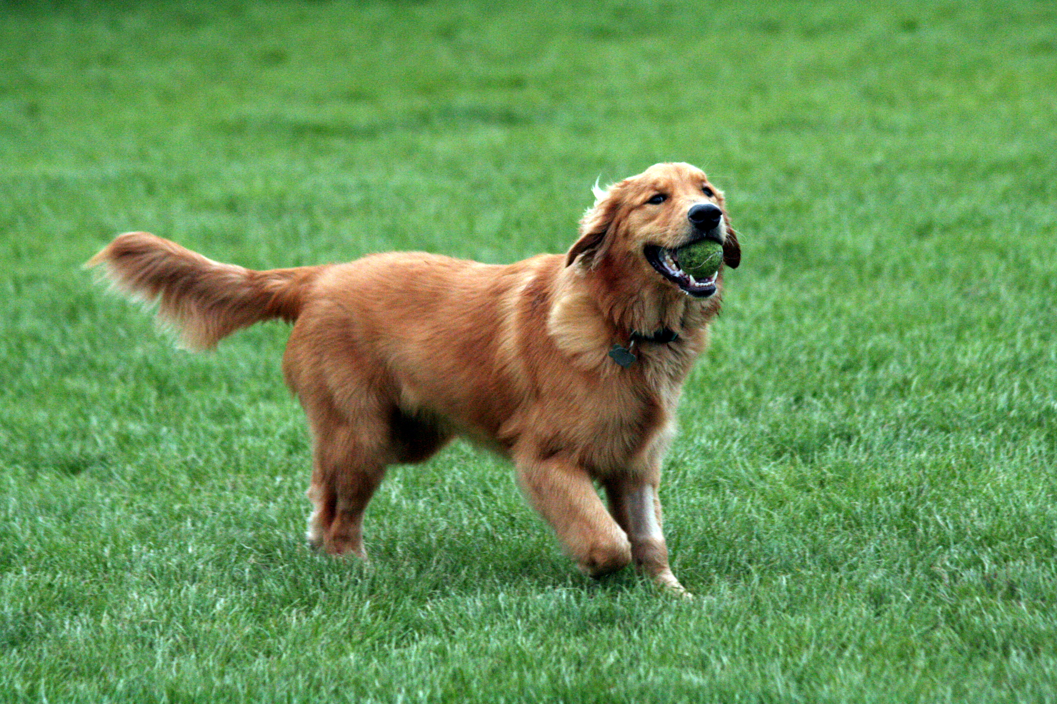 retriver-playing.jpg golden retriever playing in grass
