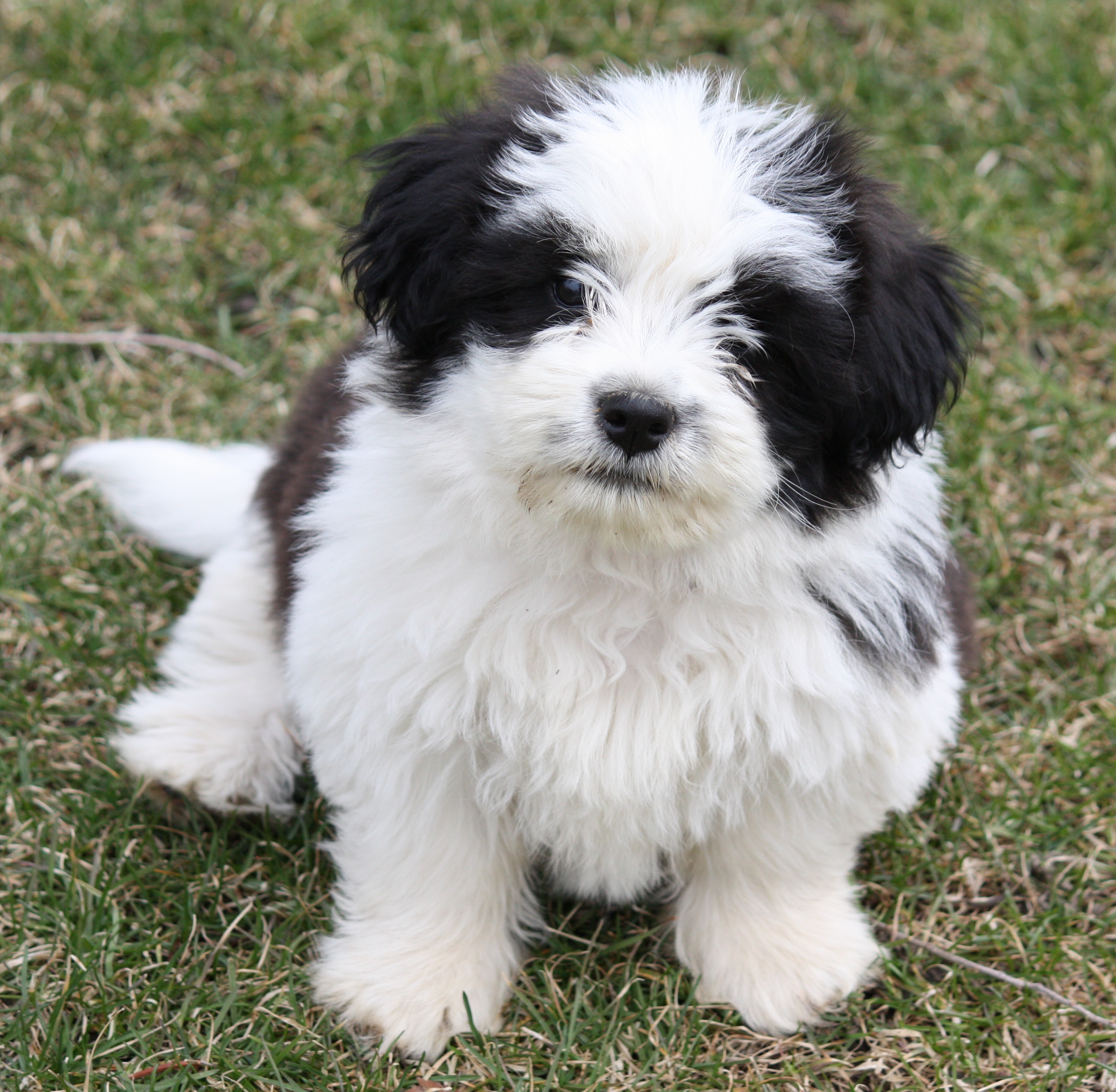 young black and white shih tzu