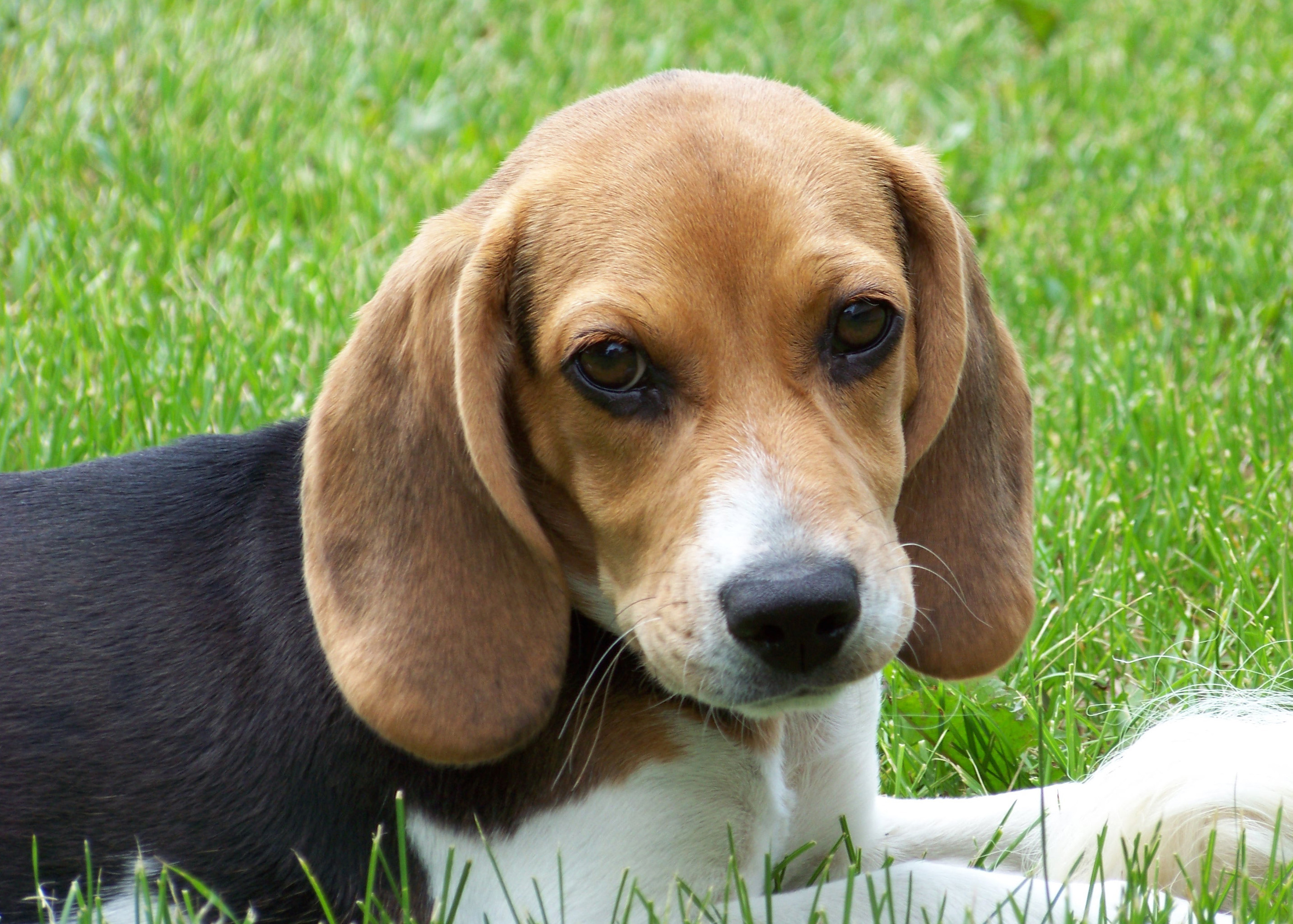 beagle puppy