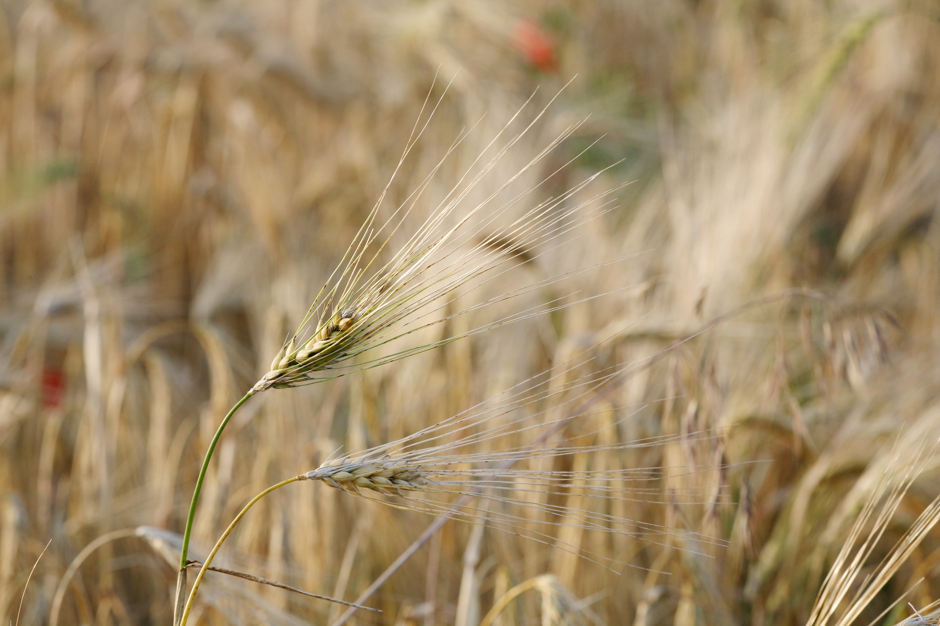 field of barley