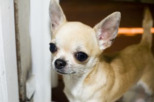 young chihuahua