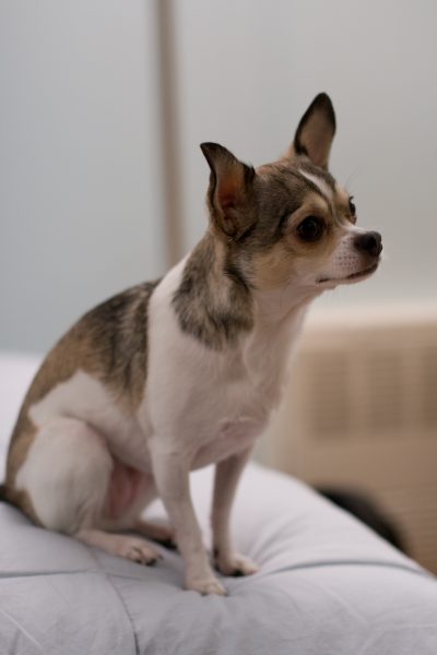 chihuahua on bed
