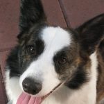 Shiba Inu Corgi Mix – (A.K.A The Shiba Corgi Dog) black and white corgi