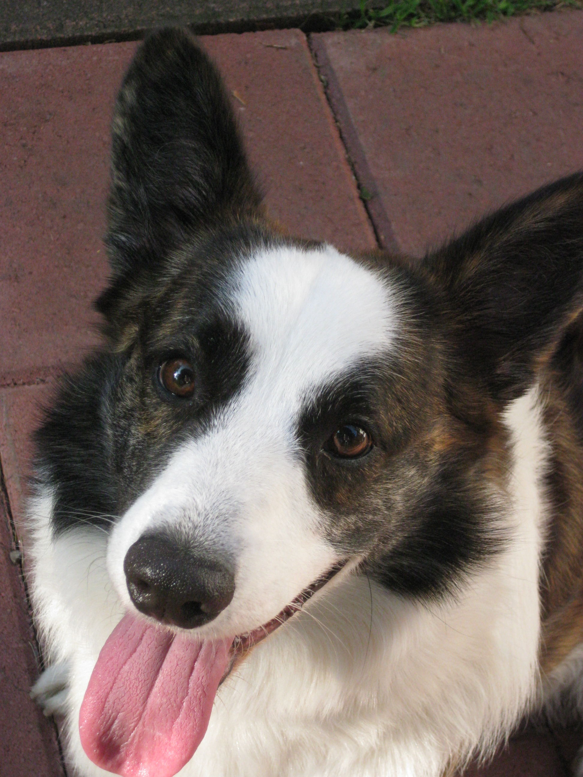 black and white corgi