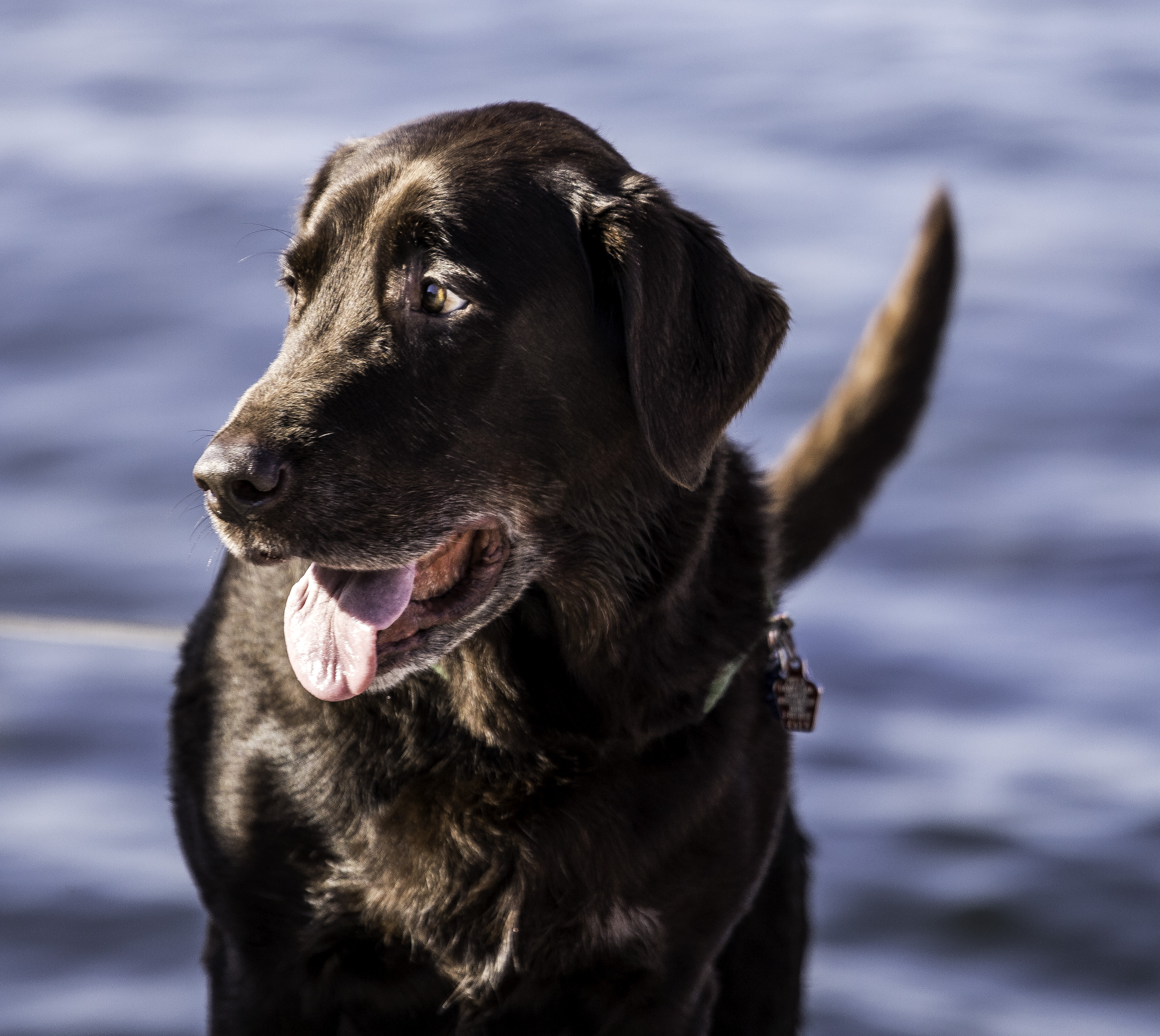dog with tail wagging