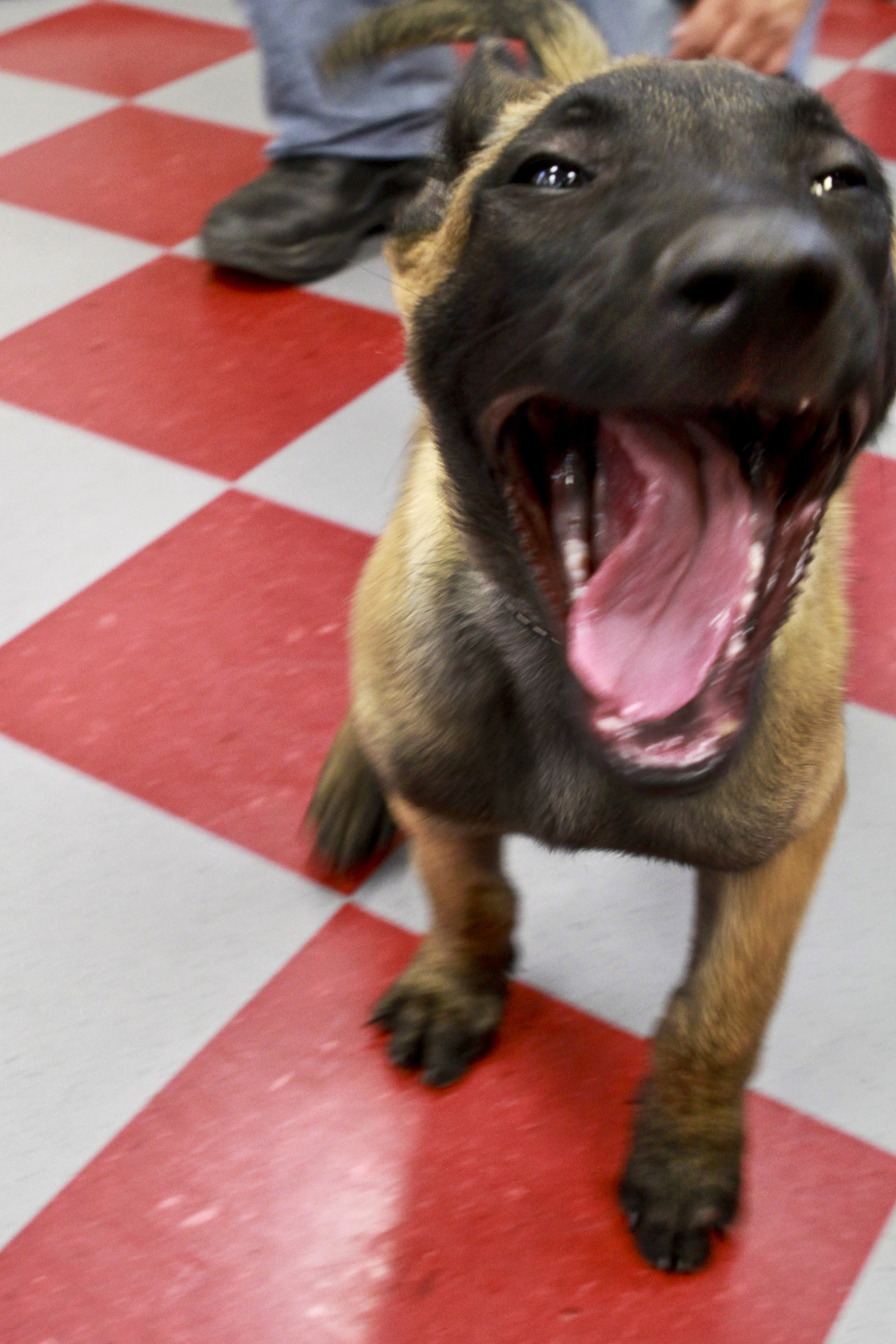 dog-yawning.jpg big hungry dog