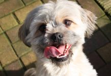 Pure Balance Dog Food Review (2023) – 5 Balanced Options dog licking lips