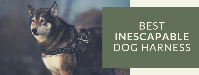 Best Inescapable Dog Harness