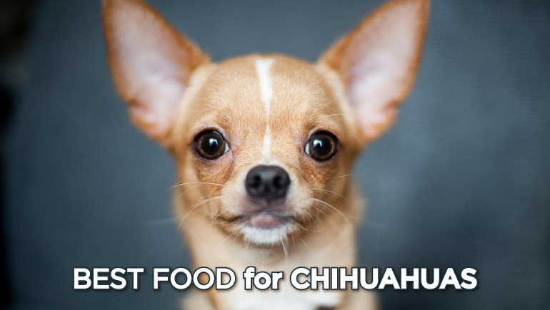 best dog food for chihuahuas-01