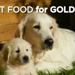 best food for golden retrievers with two golden retrievers lying together