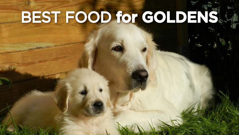 best food for golden retrievers with two golden retrievers lying together