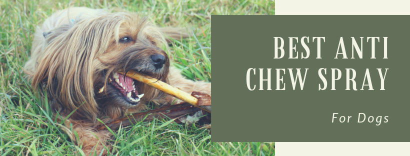 Best Anti Chew Spray