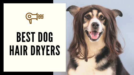 Best Dog Hair Dryers