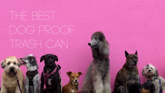 Best Dog Proof Trash Can