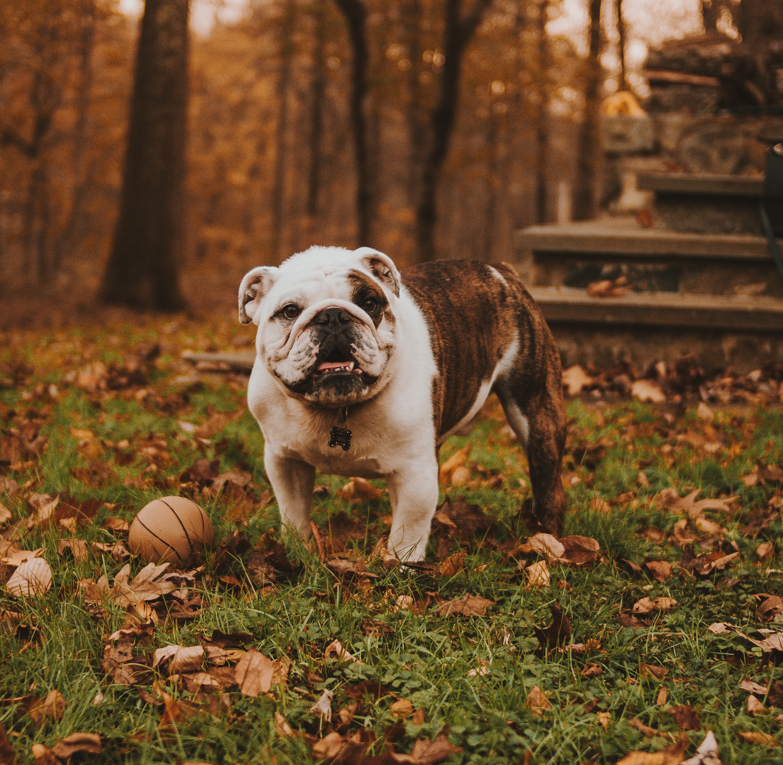 Bulldog in Fall