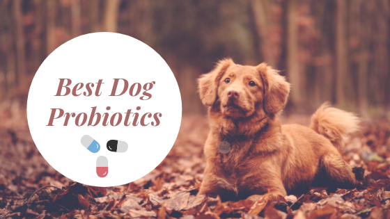 Dog Probiotics
