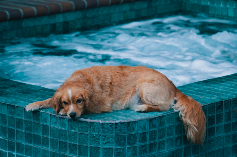 Dog by the pool