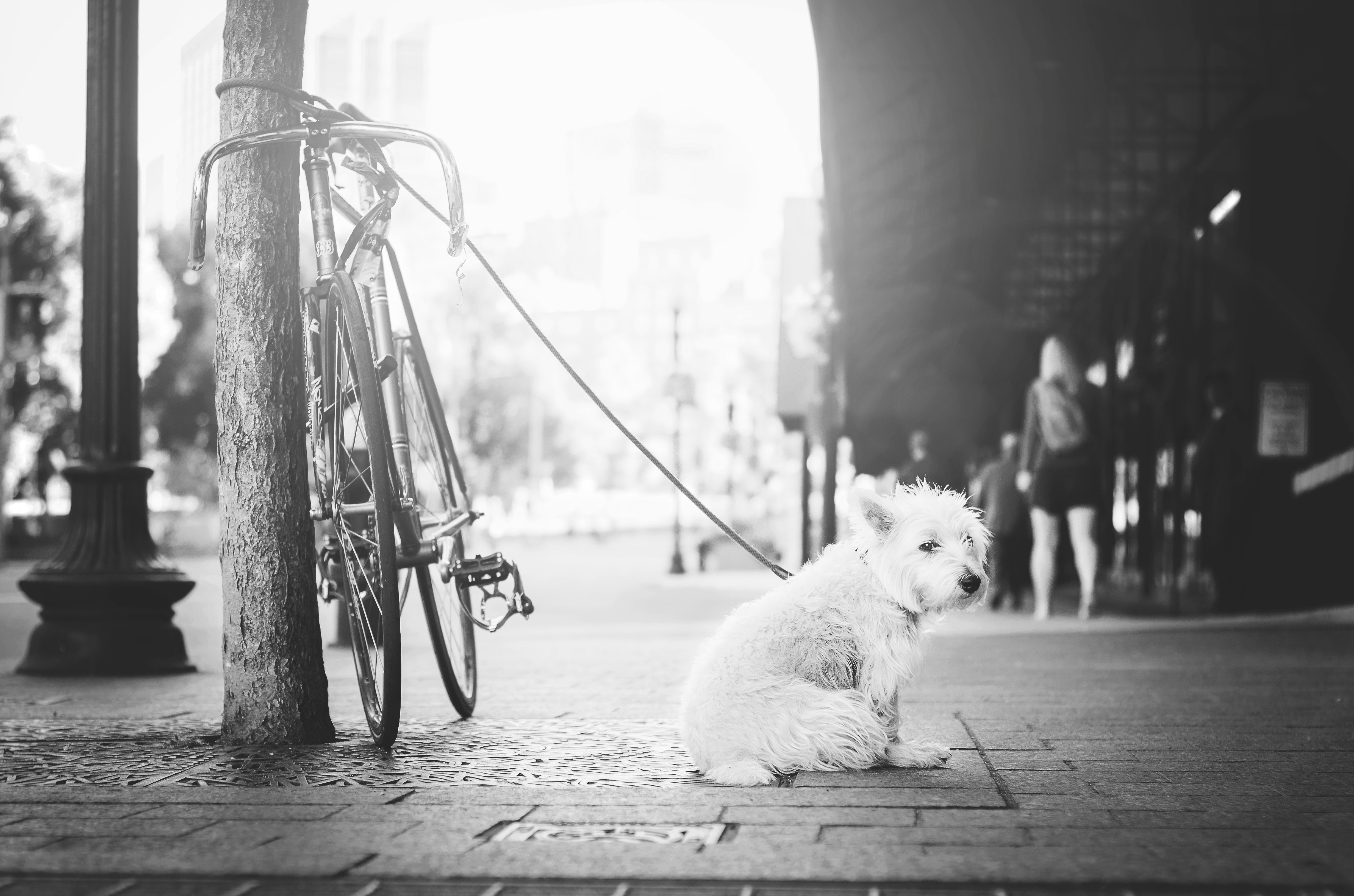 Dog on a street
