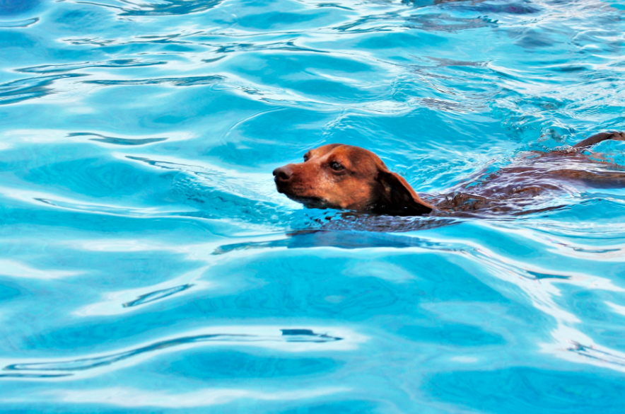 Dog swimming