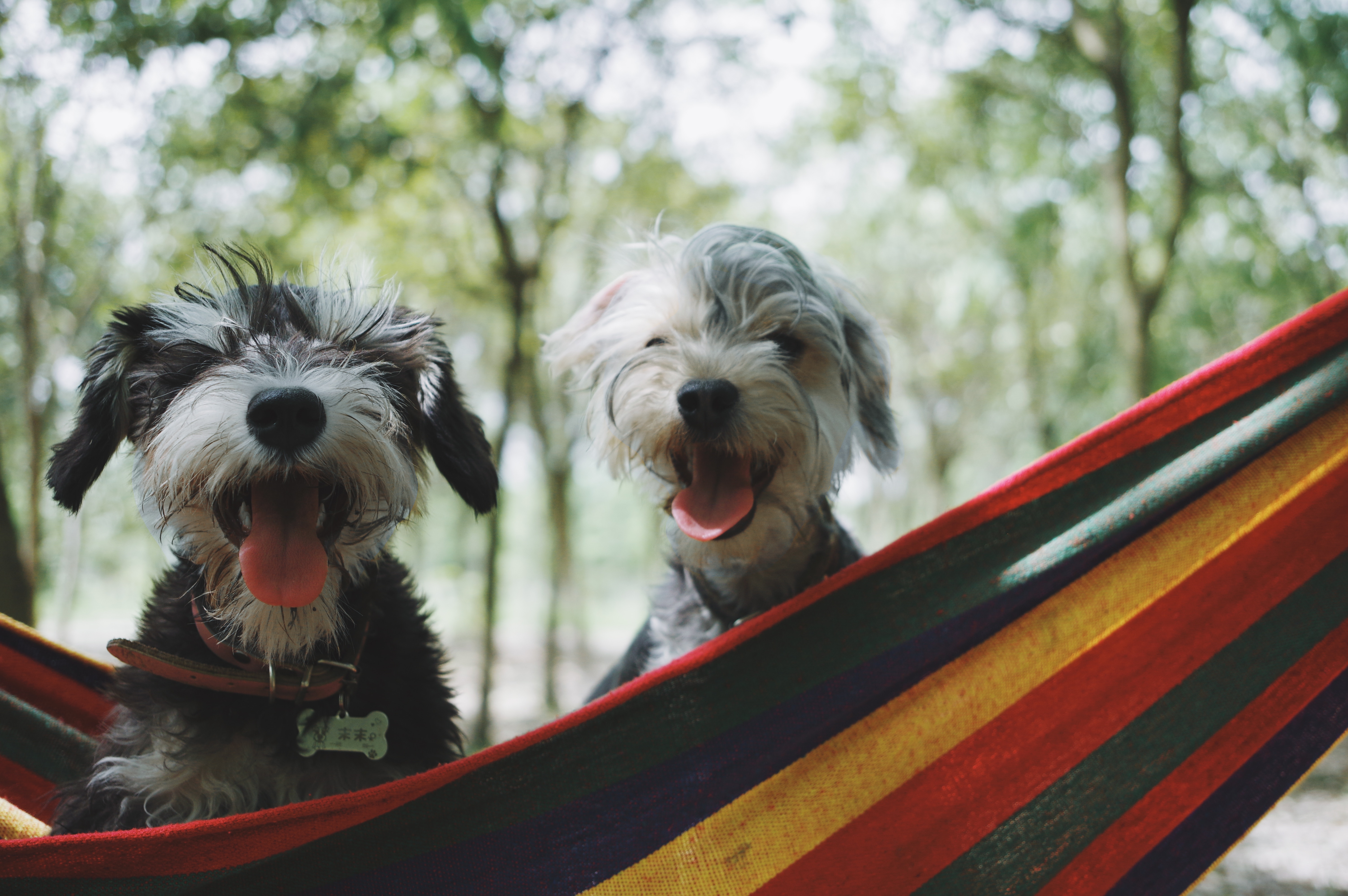 Dogs on a hammock