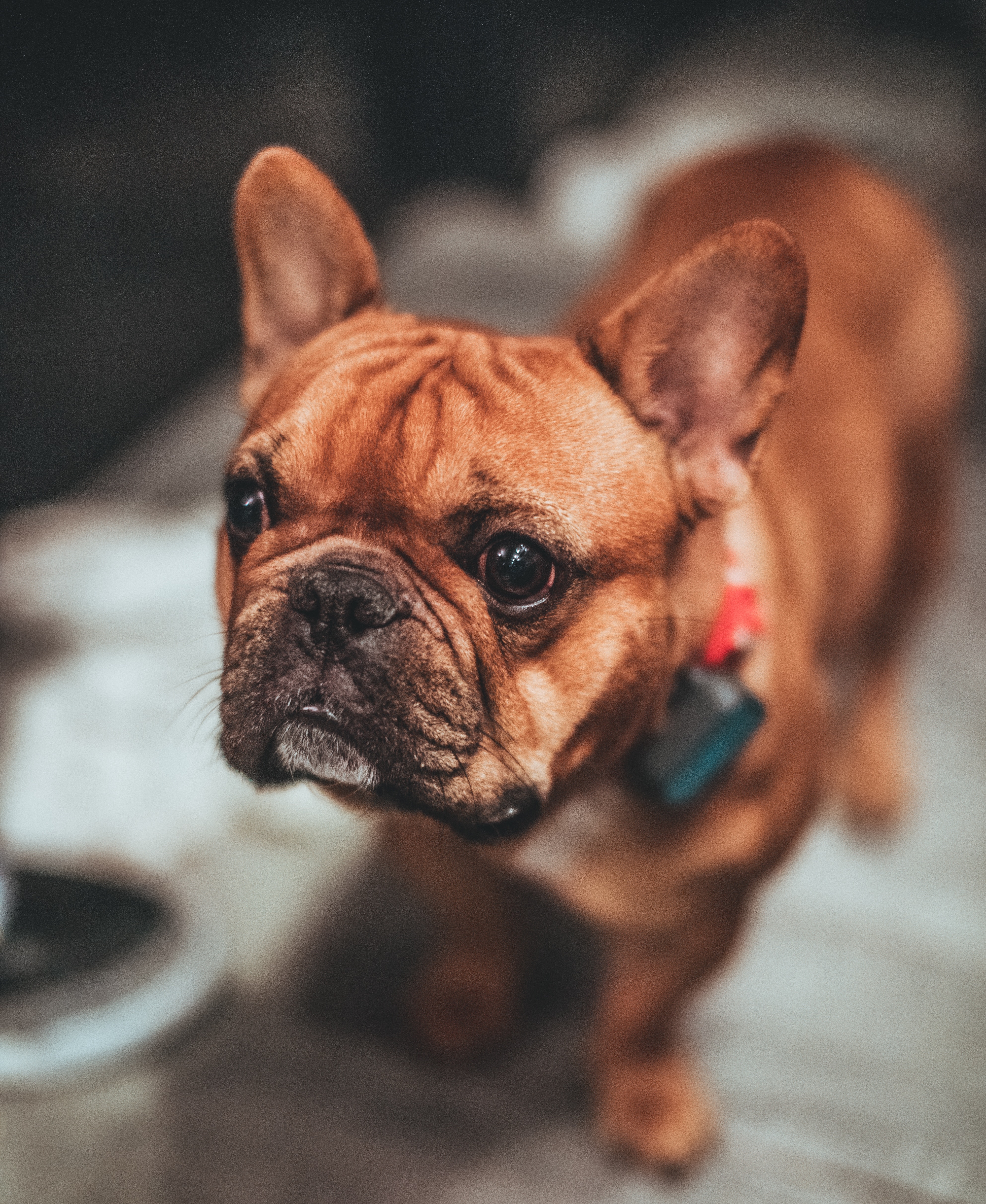 French Bulldog Harness