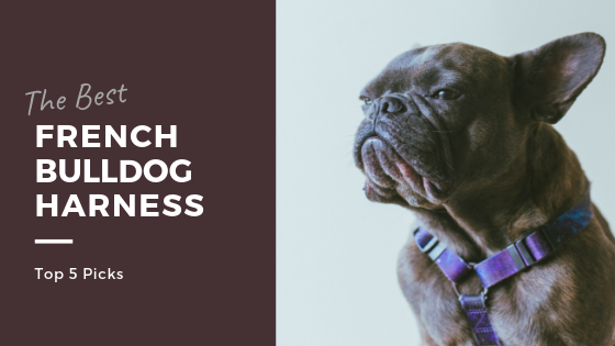 French Bulldog Harness