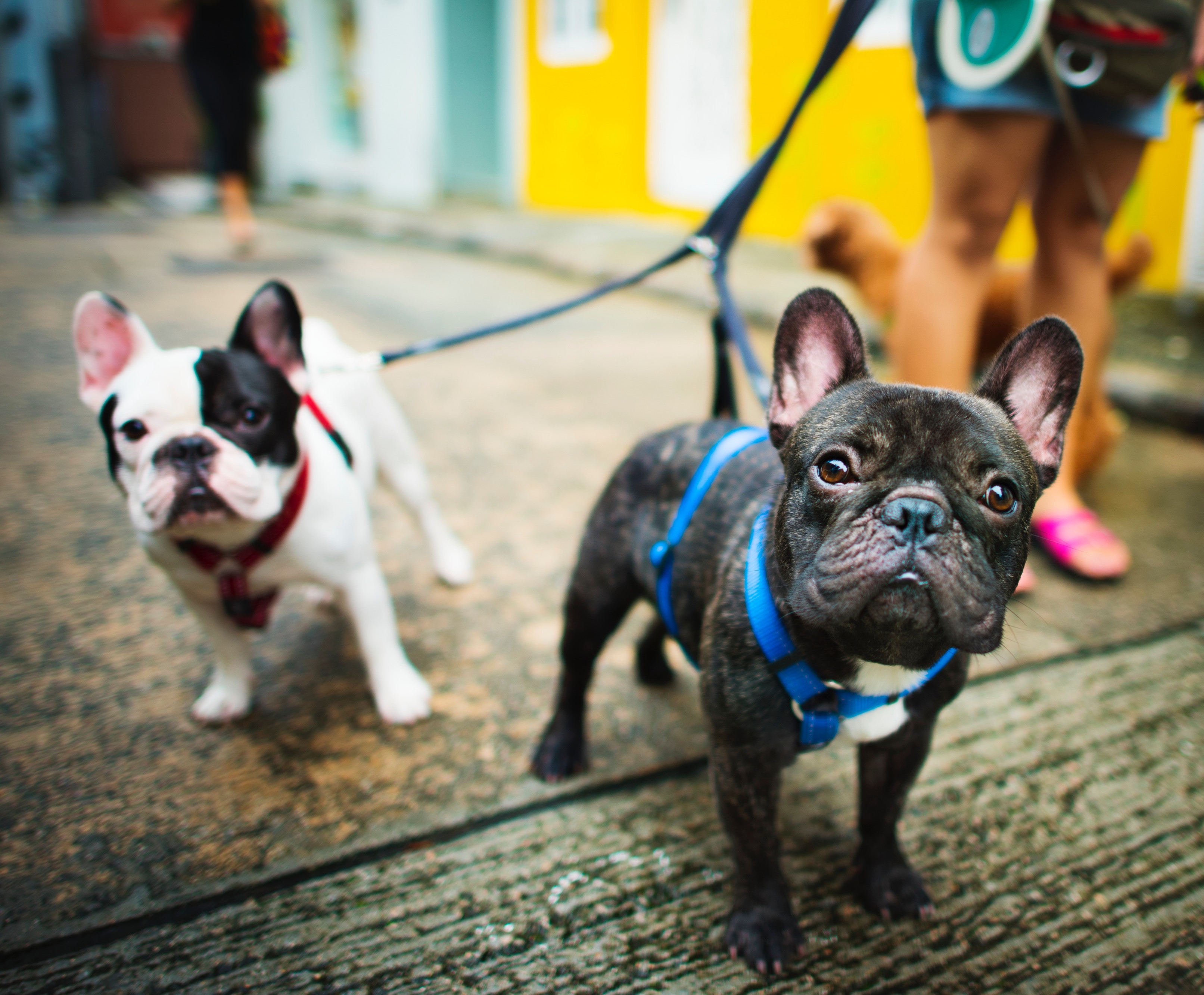French Bulldogs on the Street