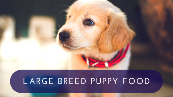 Large breed puppy food