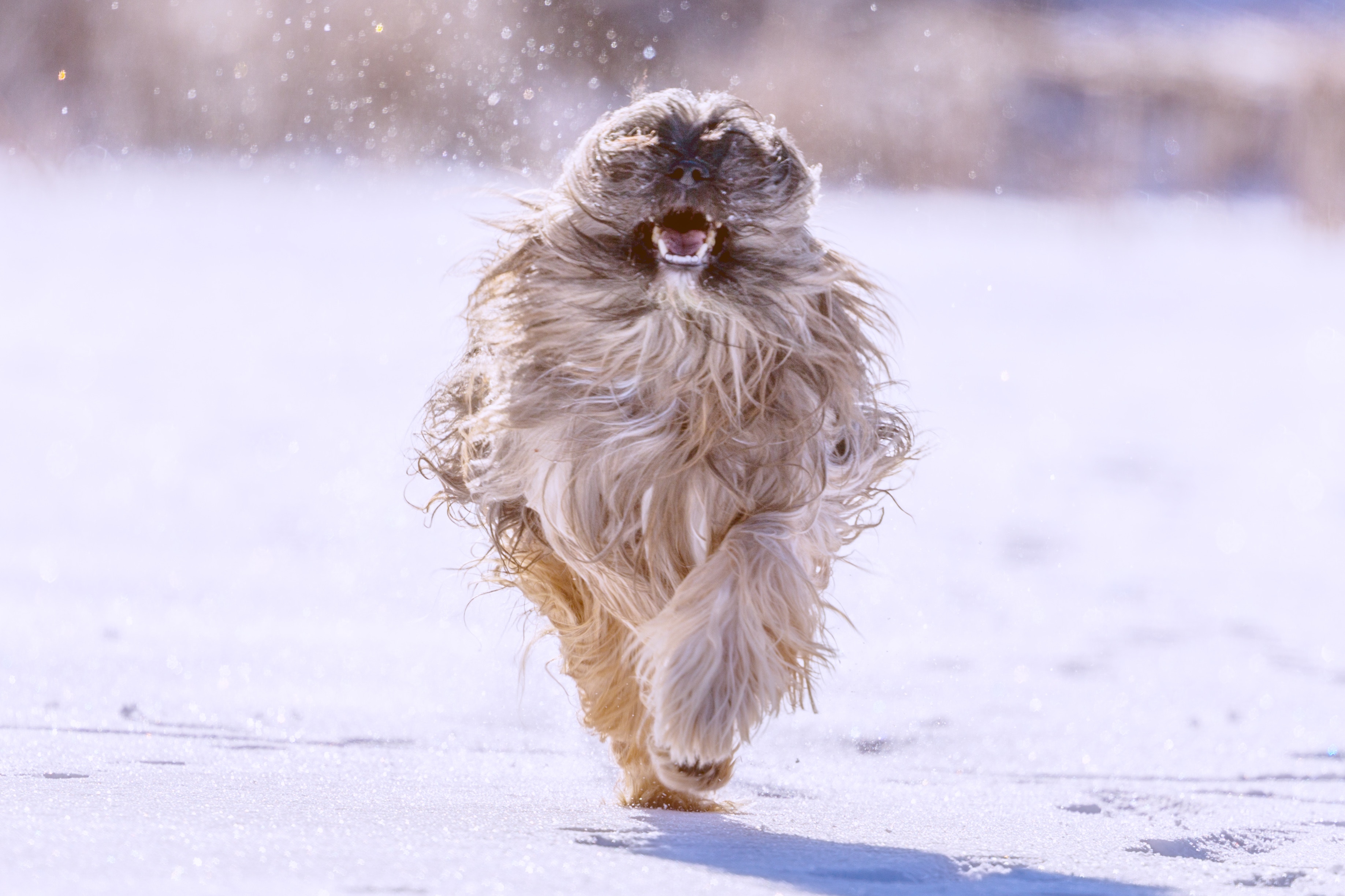 Long haired dog running
