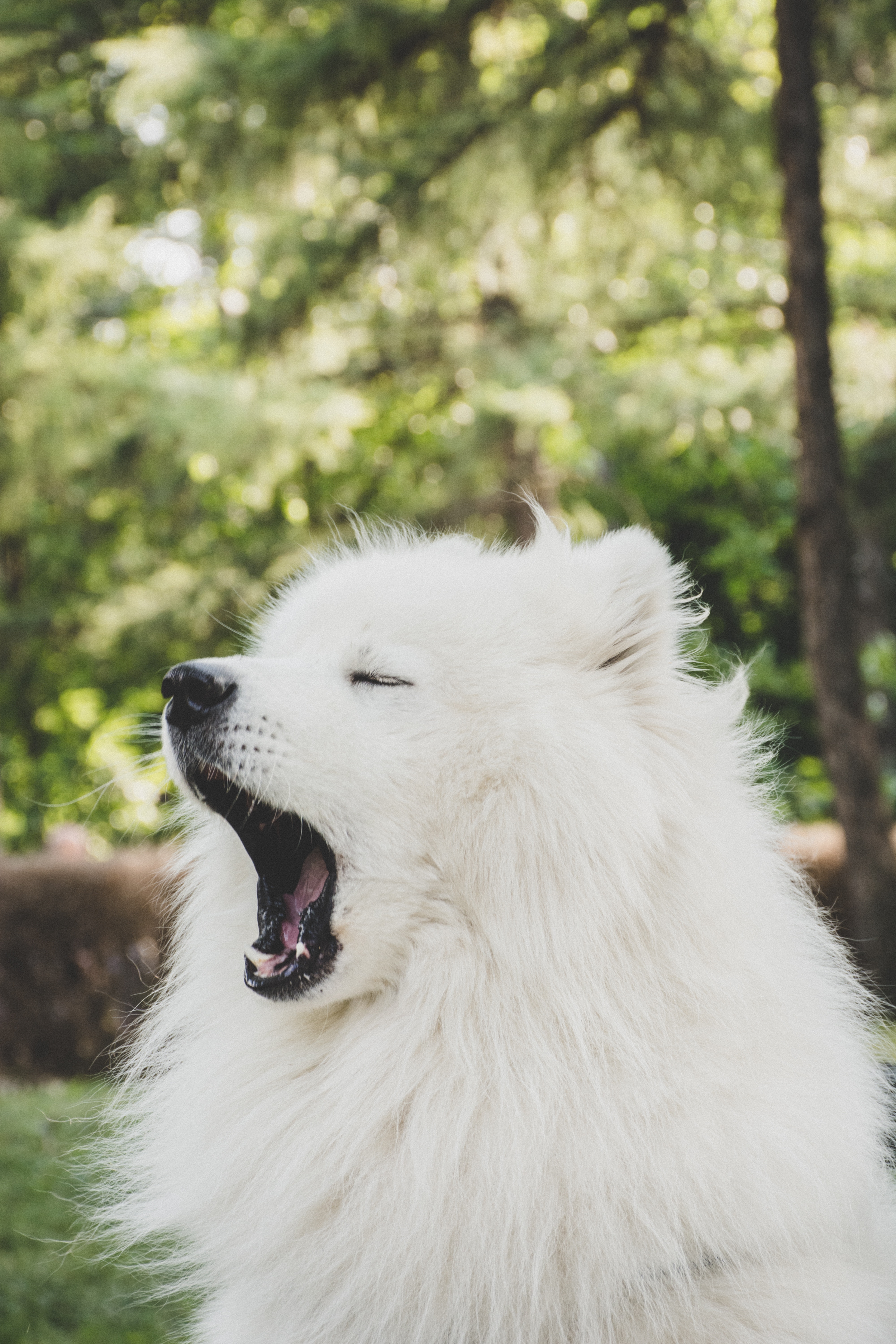 Yawning dog
