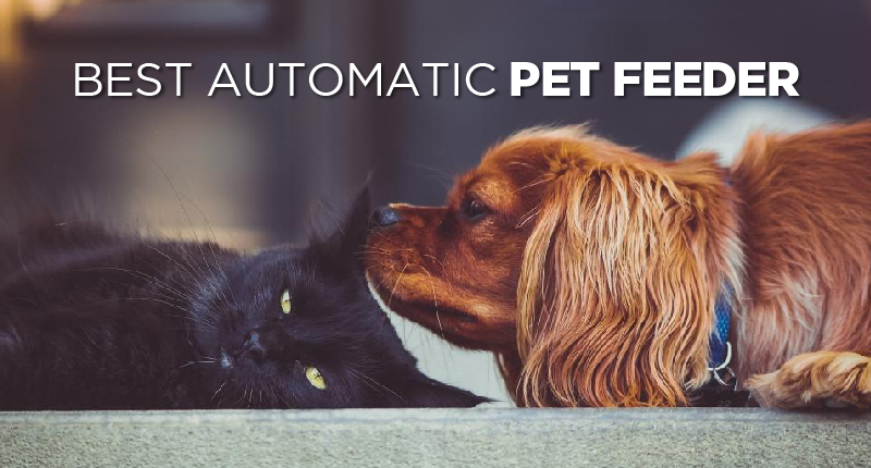 automatic pet feeder-01