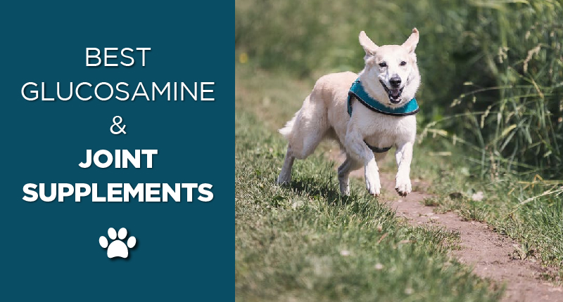 glucosamine and joint supplement-01