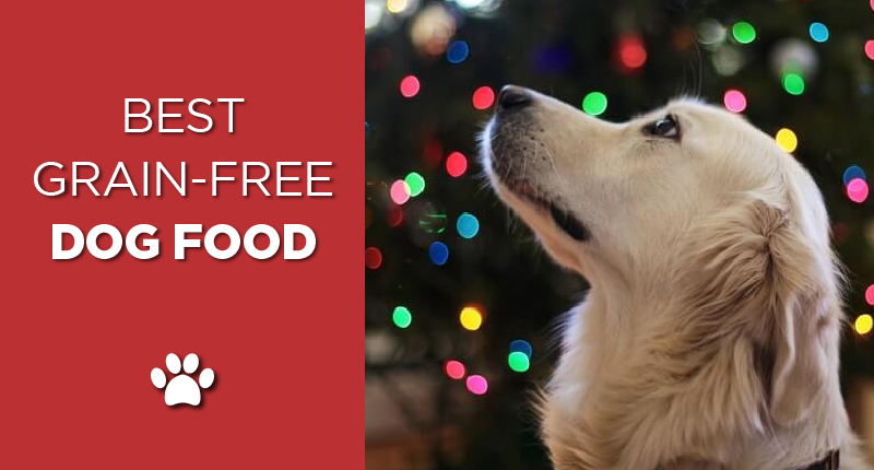 grain-free dog food-01