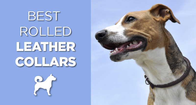 Best rolled leather collars title with a dog wearing a collar