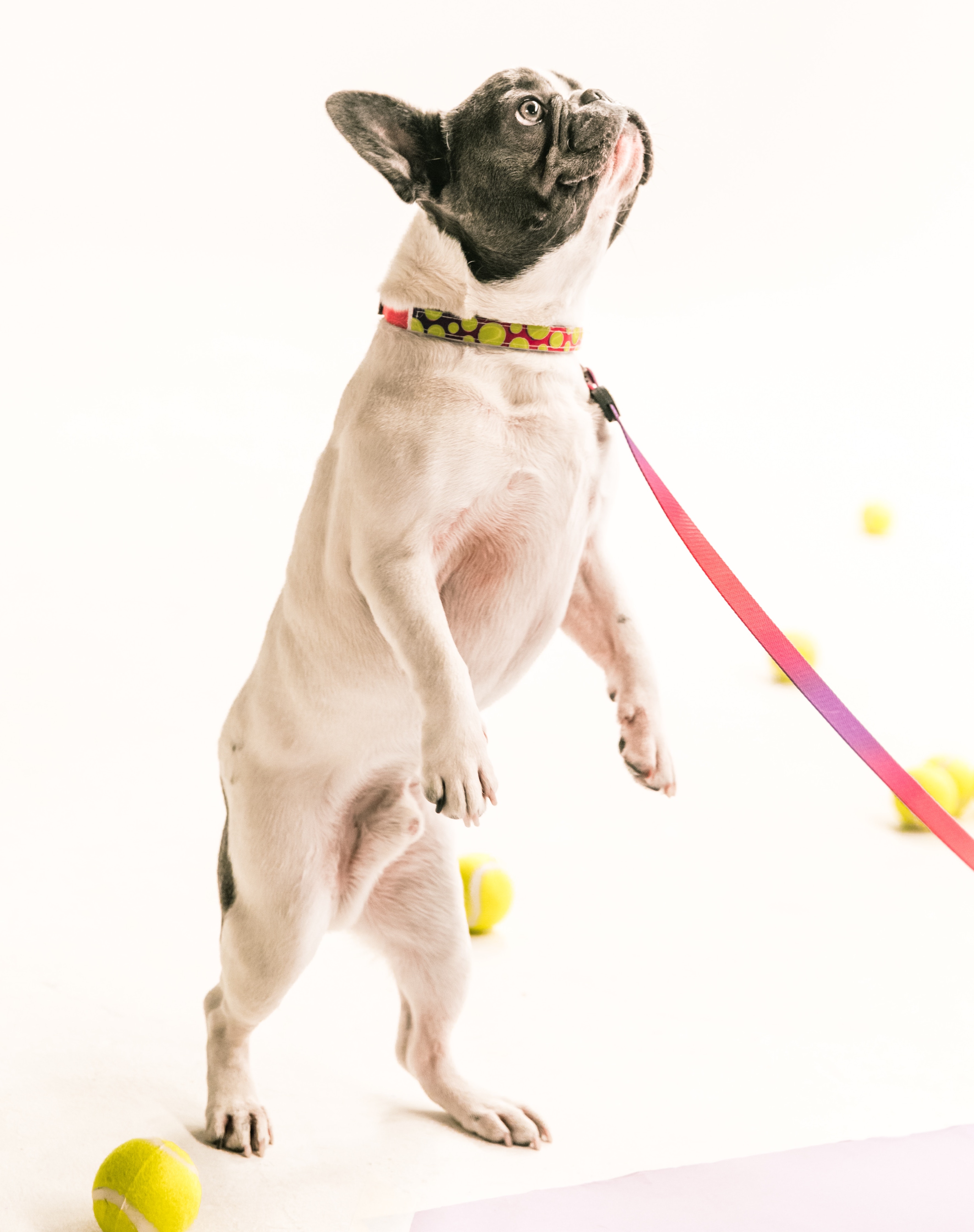 Dog Jumping on a leash